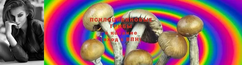 где продают наркотики  Астрахань  Галлюциногенные грибы Cubensis 